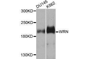 Western blot analysis of extracts of DU155 and K562 cells, using WRN antibody. (RECQL2 Antikörper)