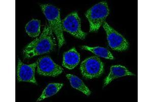 Immunofluorescence analysis of HepG2 cells using GUCY1A3 mouse mAb (green). (GUCY1A1 Antikörper  (AA 22-214))