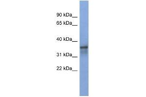 WB Suggested Anti-RBM9 Antibody Titration:  0. (RBM9 Antikörper  (Middle Region))