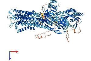 ATP11B Protein (AA 1-1177) (His tag)