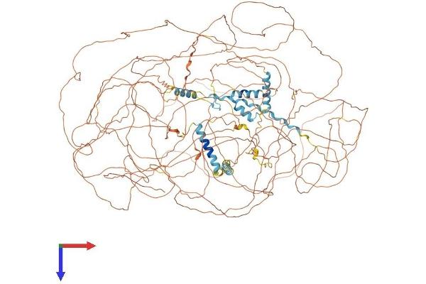 SETBP1 Protein (AA 1-1582) (His tag)