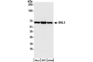 Western Blotting (WB) image for anti-Guanine Nucleotide Binding Protein-Like 3 (Nucleolar) (GNL3) (C-Term) antibody (ABIN7453884) (Nucleostemin Antikörper  (C-Term))