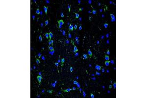 Confocal immunofluorescent analysis of INA Antibody (ABIN1539795 and ABIN2843772) with brain tissue followed by Alexa Fluor® 488-conjugated goat anti-mouse lgG (green). (INA Antikörper  (AA 290-319))