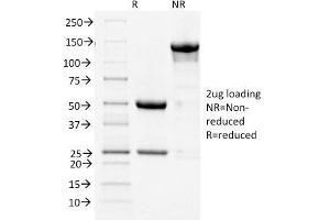 SDS-PAGE Analysis Purified COX-2 Mouse Monoclonal Antibody (COX2/1941). (PTGS2 Antikörper  (AA 442-572))