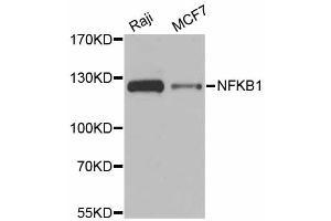 Western blot analysis of extracts of various cell lines, using NFKB1 antibody (ABIN6292205) at 1:1000 dilution. (NFKB1 Antikörper)