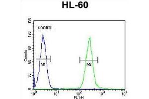 TCL6 Antibody (C-term) flow cytometric analysis of HL-60 cells (right histogram) compared to a negative control cell (left histogram). (TCL6 Antikörper  (C-Term))