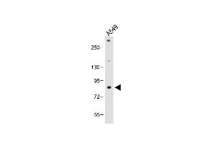 Anti-FBXL19 Antibody (C-term) at 1:2000 dilution + A549 whole cell lysate Lysates/proteins at 20 μg per lane.