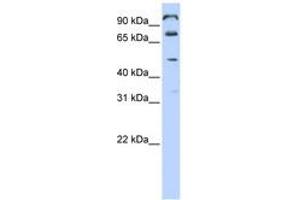 Image no. 1 for anti-Chromosome 10 Open Reading Frame 38 (C10ORF38) (AA 468-517) antibody (ABIN6740889) (FAM171A1 Antikörper  (AA 468-517))
