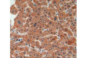 IHC-P analysis of liver tissue, with DAB staining. (Biglycan Antikörper  (AA 48-158))