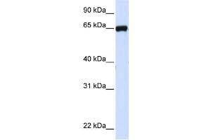 Western Blotting (WB) image for anti-Leucine Rich Repeat Containing 4C (LRRC4C) antibody (ABIN2459308) (LRRC4C Antikörper)