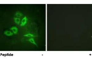 Immunofluorescence analysis of A-549 cells, using S1PR1 polyclonal antibody . (S1PR1 Antikörper)