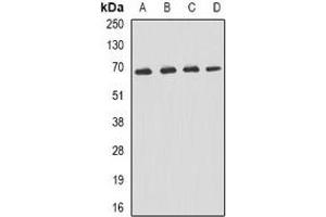 Western blot analysis of p62 expression in Hela (A), Jurkat (B), mouse liver (C), mouse kidney (D) whole cell lysates. (KHDRBS1 Antikörper)