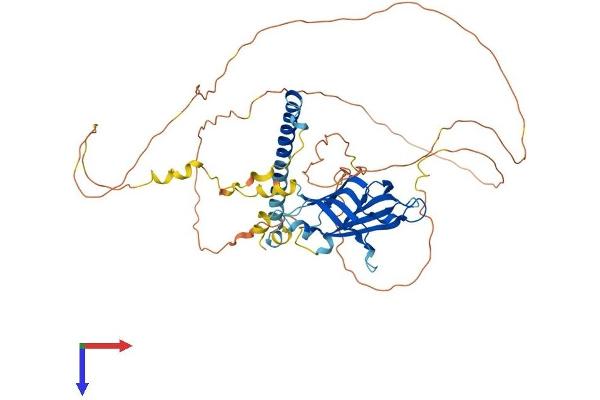 RAB11FIP2 Protein (AA 1-512) (His tag)