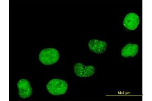 Immunofluorescence of purified MaxPab antibody to CBX5 on HeLa cell. (CBX5 Antikörper  (AA 1-191))
