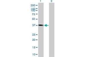 Western Blot analysis of PLEK2 expression in transfected 293T cell line by PLEK2 MaxPab polyclonal antibody. (Pleckstrin 2 Antikörper  (AA 1-353))