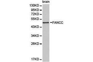 Western Blotting (WB) image for anti-Fanconi Anemia, Complementation Group C (FANCC) antibody (ABIN1872653)