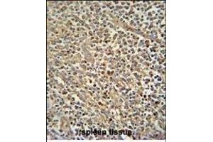 Z antibody (N-term) (ABIN654759 and ABIN2844443) immunohistochemistry analysis in formalin fixed and paraffin embedded human spleen tissue followed by peroxidase conjugation of the secondary antibody and DAB staining. (ZNF180 Antikörper  (N-Term))