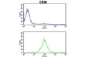 Flow Cytometry (FACS) image for anti-Karyopherin (Importin) beta 1 (KPNB1) antibody (ABIN3002817) (KPNB1 Antikörper)