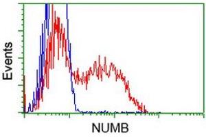 Flow Cytometry (FACS) image for anti-Numb Homolog (NUMB) antibody (ABIN1499877) (NUMB Antikörper)