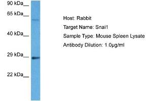 Host:  Mouse  Target Name:  SNAI1  Sample Tissue:  Mouse Spleen  Antibody Dilution:  1ug/ml