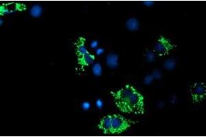 Anti-ACSF2 mouse monoclonal antibody (ABIN2455778) immunofluorescent staining of COS7 cells transiently transfected by pCMV6-ENTRY ACSF2 (RC204368). (ACSF2 Antikörper)