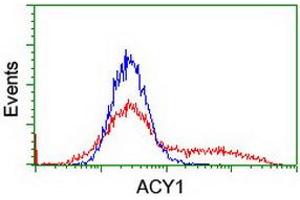 HEK293T cells transfected with either RC201284 overexpress plasmid (Red) or empty vector control plasmid (Blue) were immunostained by anti-ACY1 antibody (ABIN2454818), and then analyzed by flow cytometry. (Aminoacylase 1 Antikörper)