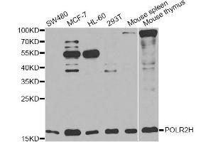 Western blot analysis of extracts of various cell lines, using POLR2H antibody (ABIN6292020) at 1:1000 dilution. (POLR2H Antikörper)