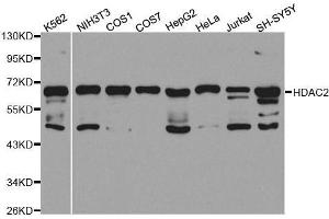 Western blot analysis of extracts of various cell lines, using HDAC2 antibody. (HDAC2 Antikörper  (C-Term))