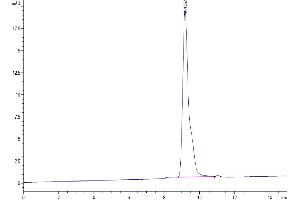 The purity of SARS-CoV-2 3CLpro (A191V) is greater than 95 % as determined by SEC-HPLC. (SARS-Coronavirus Nonstructural Protein 8 (SARS-CoV NSP8) (A191V) Protein)