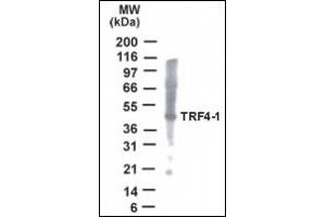 Image no. 1 for anti-PAP Associated Domain Containing 7 (PAPD7) (AA 447-462) antibody (ABIN372376) (PAP Associated Domain Containing 7 (PAPD7) (AA 447-462) Antikörper)