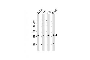 Western Blotting (WB) image for anti-Acidic (Leucine-Rich) Nuclear phosphoprotein 32 Family, Member A (ANP32A) (AA 133-162) antibody (ABIN657650)