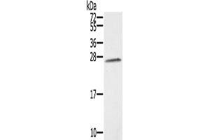 Western Blotting (WB) image for anti-Synovial Sarcoma, X Breakpoint 1 (SSX1) antibody (ABIN2430869) (SSX1 Antikörper)