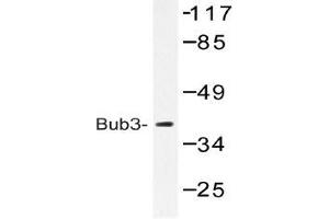 Western blot (WB) analysis of Bub3 antibody in extracts from HeLa cells. (BUB3 Antikörper)