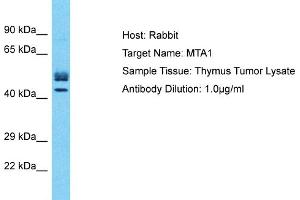 Host: Rabbit Target Name: MTA1 Sample Type: Thymus Tumor lysates Antibody Dilution: 1. (MTA1 Antikörper  (Middle Region))