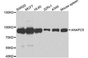 Western blot analysis of extracts of various cell lines, using ANAPC5 antibody. (ANAPC5 Antikörper  (AA 1-250))