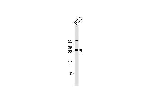 Anti-FA Antibody (N-Term) at 1:2000 dilution + PC-3 whole cell lysate Lysates/proteins at 20 μg per lane. (FAM125A Antikörper  (AA 16-50))