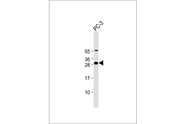 FAM125A Antikörper  (AA 16-50)