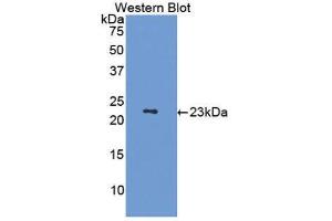Western Blotting (WB) image for anti-Tumor Necrosis Factor (Ligand) Superfamily, Member 11 (TNFSF11) (AA 79-247) antibody (ABIN3207670) (RANKL Antikörper  (AA 79-247))