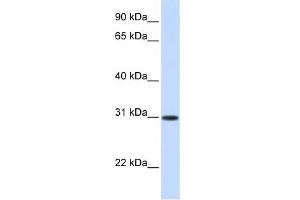 ATF5 antibody used at 0. (ATF5 Antikörper  (Middle Region))