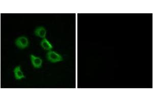 Immunofluorescence analysis of MCF7 cells, using OR52B2 Antibody. (OR52B2 Antikörper  (AA 201-250))