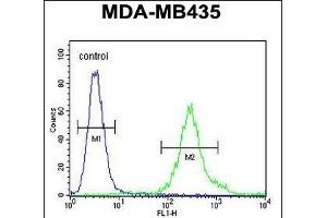 FBXL2 Antibody (C-term) (ABIN651220 and ABIN2840138) flow cytometric analysis of MDA-M cells (right histogram) compared to a negative control cell (left histogram).