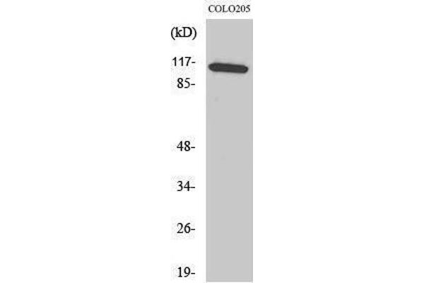 MAPK8IP1 Antikörper  (Tyr466)