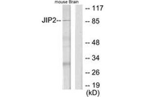 Western blot analysis of extracts from mouse brain cells, using JIP2 Antibody.