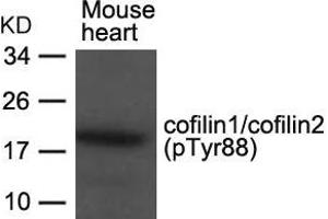 Western blot analysis of extracts from Mouse heart tissue using cofilin1/cofilin2(phospho-Tyr88) Antibody. (Cofilin1/2 (CFL1/2) (pTyr88) Antikörper)