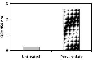 THP1 cells were untreated or treated with Pervanadate for 10 min at 37°C.