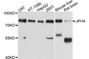 Western blot analysis of extracts of various cell lines, using JPH4 antibody (ABIN5998020) at 1/1000 dilution. (Junctophilin 4 Antikörper)