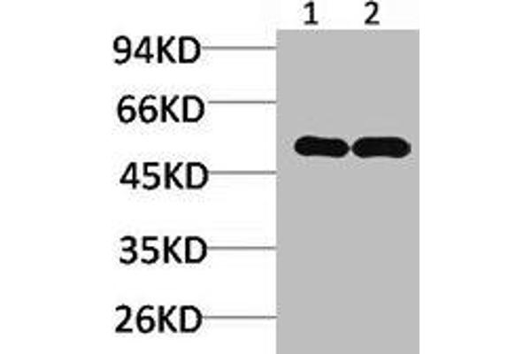 NMBR Antikörper