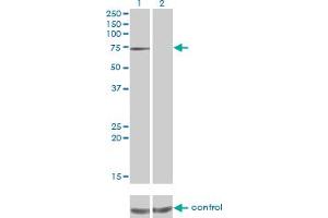 Western blot analysis of PPEF1 over-expressed 293 cell line, cotransfected with PPEF1 Validated Chimera RNAi (Lane 2) or non-transfected control (Lane 1). (PPEF1 Antikörper  (AA 1-653))