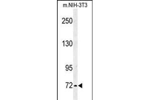 Western blot analysis of IL1RL2 Antibody (Center) 8817c in mouse NIH-3T3 cell line lysates (35 μg/lane). (IL1RAPL2 Antikörper  (AA 372-401))