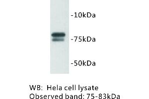 Image no. 1 for anti-Golgin A5 (GOLGA5) antibody (ABIN1112810) (GOLGA5 Antikörper)